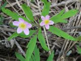 Anemone uralensis