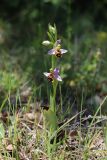 Ophrys apifera. Цветущее растение. Крым, Байдарская долина, окр. с. Орлиное, г. Пска-Баир. 31.05.2020.