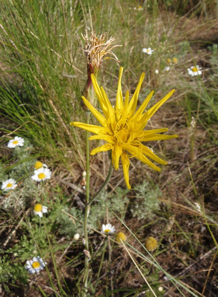 Изображение особи Scorzonera stricta.