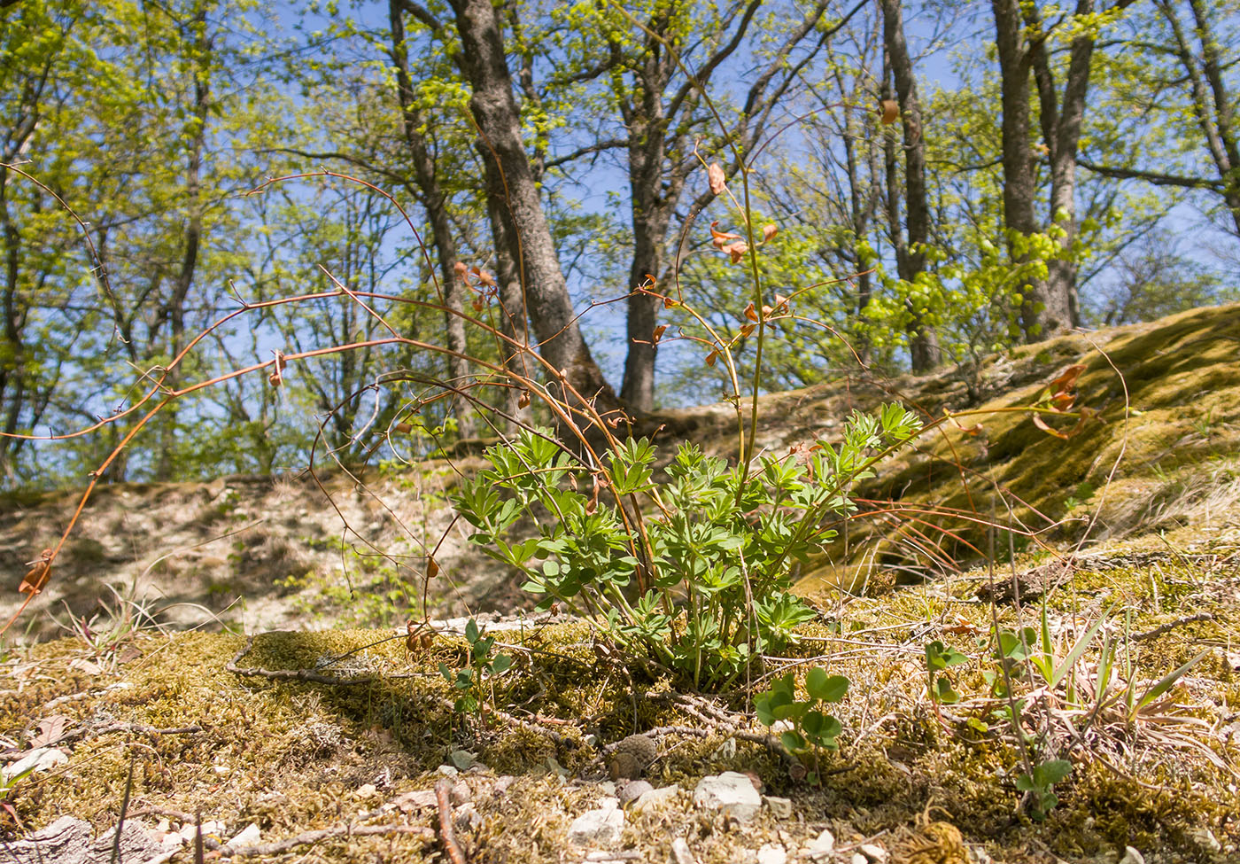 Image of Dorycnium graecum specimen.