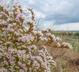 Goniolimon tataricum. Части веточек с соцветиями с цветками и плодами. Краснодарский край, Темрюкский р-н, юго-восточный склон горы Дубовый Рынок, обрывистый глинистый остепнённый склон. 17.06.2017.