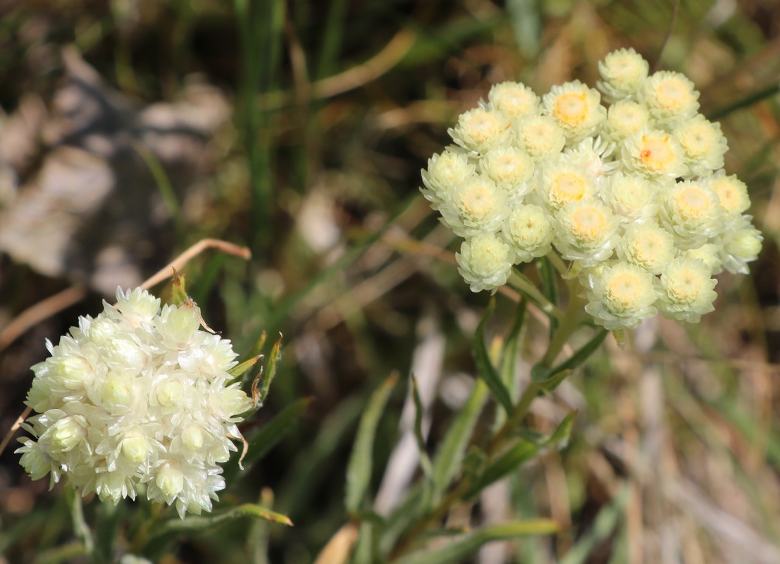 Изображение особи род Helichrysum.