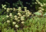 genus Marchantia