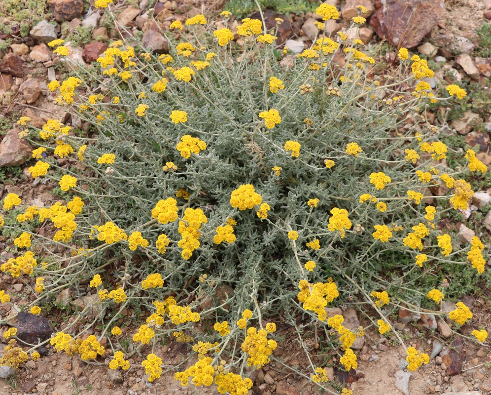 Image of genus Tanacetum specimen.