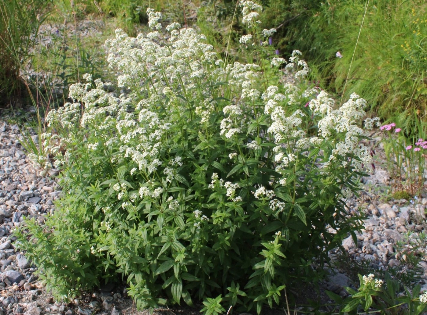 Image of Galium boreale specimen.