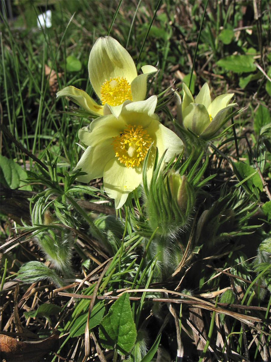 Изображение особи Pulsatilla orientali-sibirica.