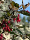 Berberis vulgaris. Ветвь с плодами. Ставропольский край, ущелье реки Берёзовки. 06.10.2005.