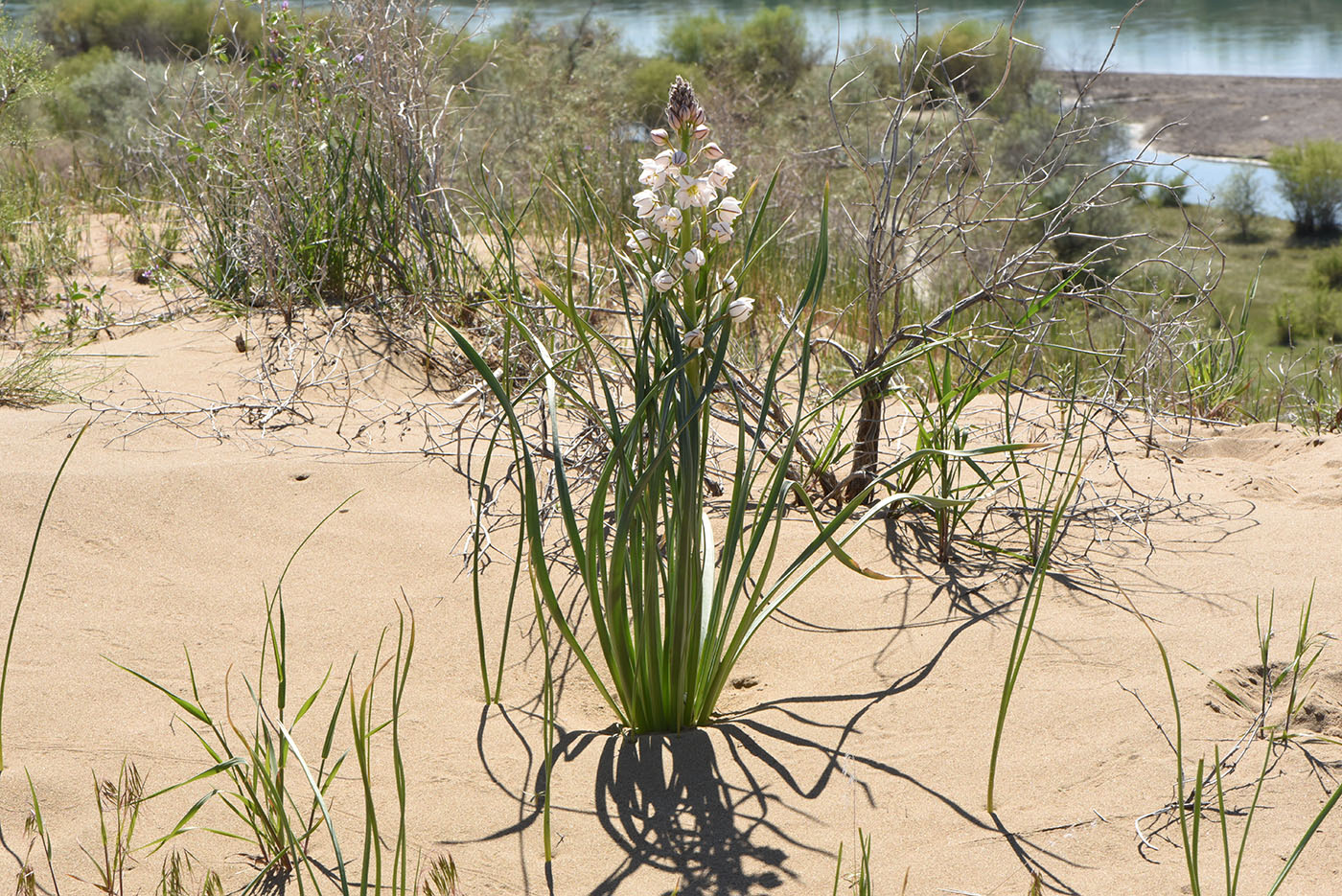 Image of Eremurus anisopterus specimen.