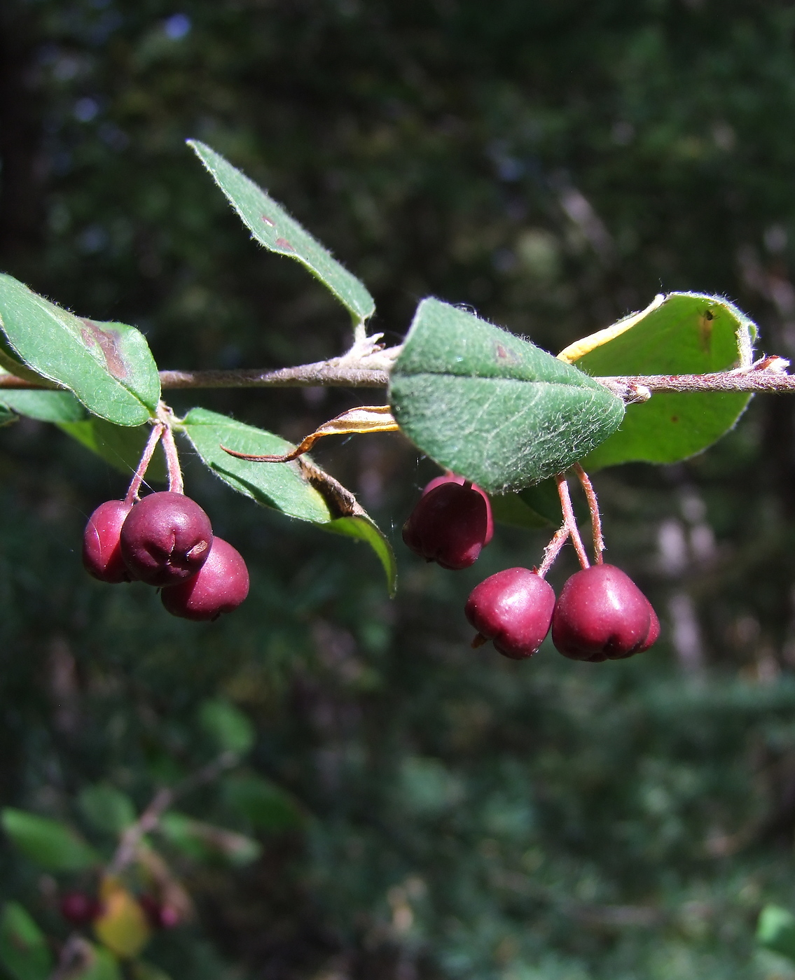 Изображение особи Cotoneaster melanocarpus.