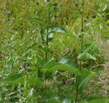 Inula helenium