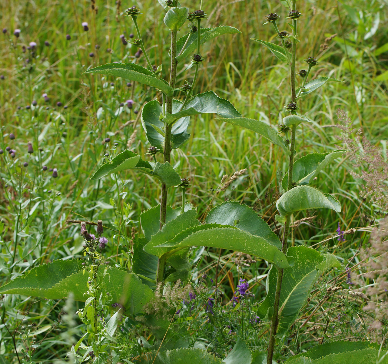 Изображение особи Inula helenium.