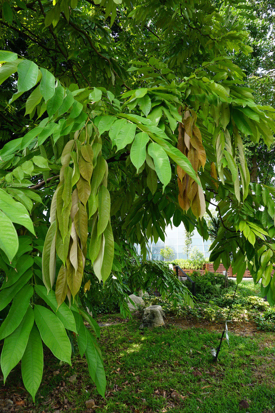 Image of genus Saraca specimen.