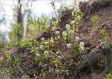 Amelanchier alnifolia. Молодое цветущее растение. Ленинградская обл., Ломоносовский р-н, окр. дер. Низино, обрывистый берег ручья. 17.05.2020.