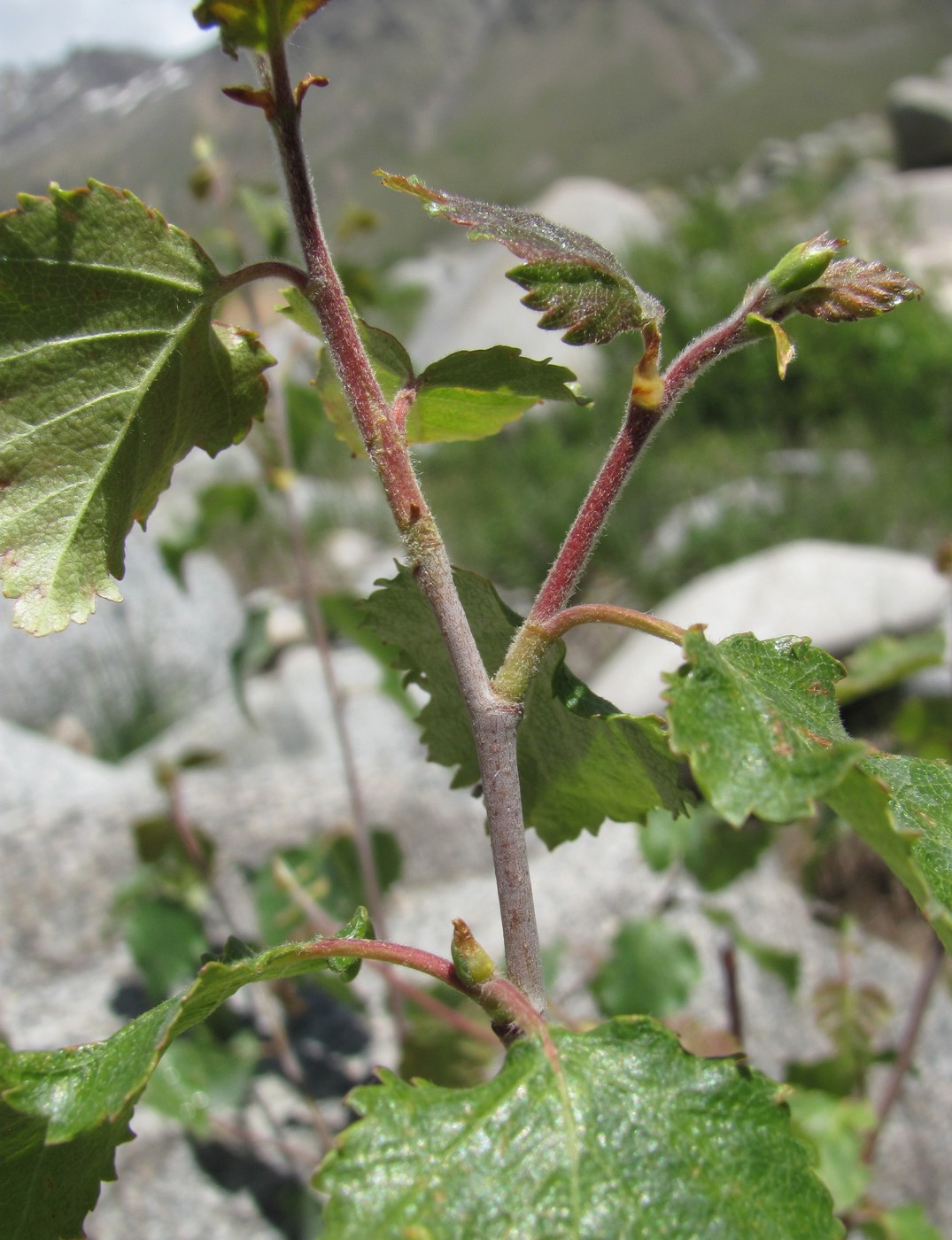 Image of Betula pubescens specimen.