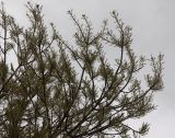 genus Fraxinus. Часть кроны отцветающего дерева. Израиль, г. Цфат, в городском озеленении. 02.03.2020.