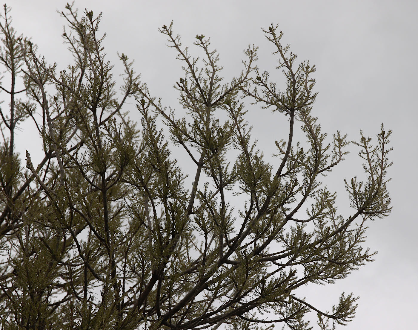 Image of genus Fraxinus specimen.