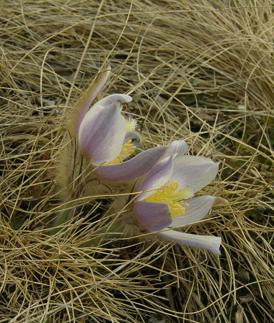 Изображение особи Pulsatilla vernalis.