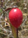 Rosa rubiginosa