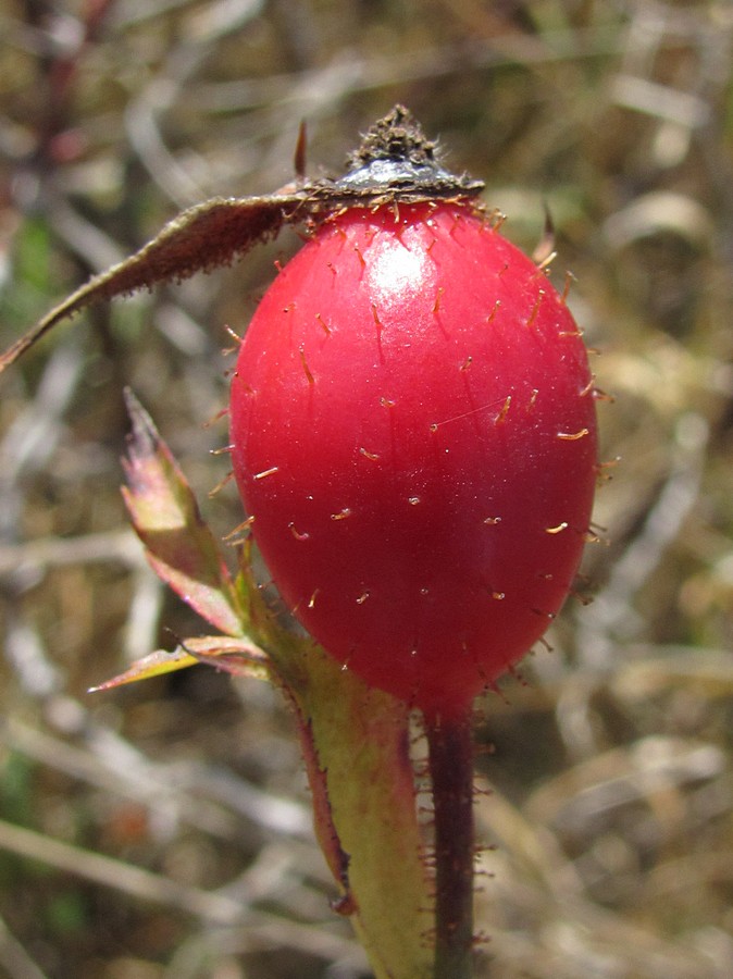 Image of Rosa rubiginosa specimen.
