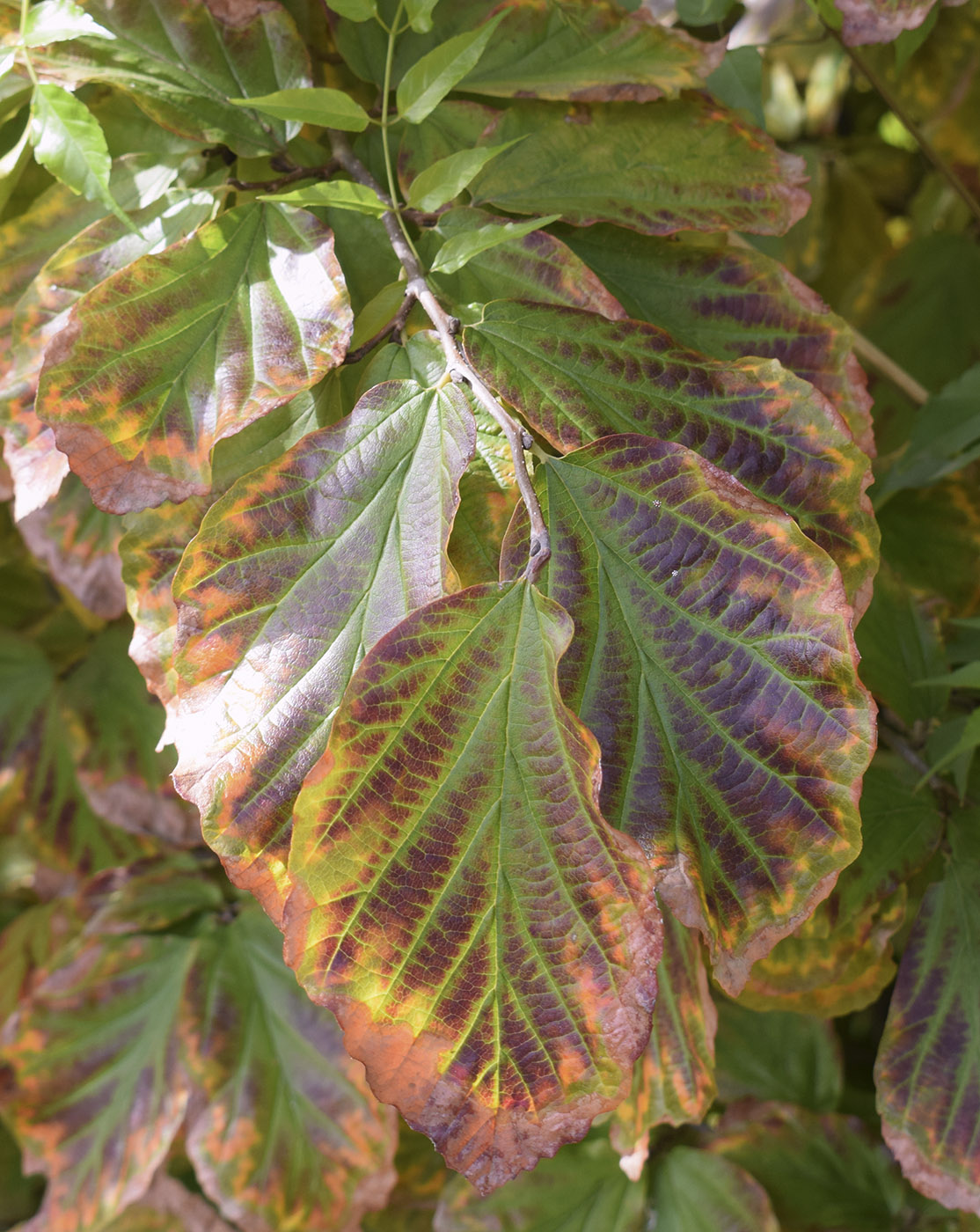 Image of Parrotia persica specimen.