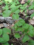 Tilia begoniifolia. Верхушка ветви с поражёнными листьями. Краснодарский край, Абинский р-н, окр. пос. Новый, широколиственный лес у скал Новых. 19.04.2020.