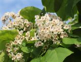 Catalpa bignonioides. Соцветия. Краснодарский край, Темрюкский р-н, станица Голубицкая, в озеленении. 11.06.2019.