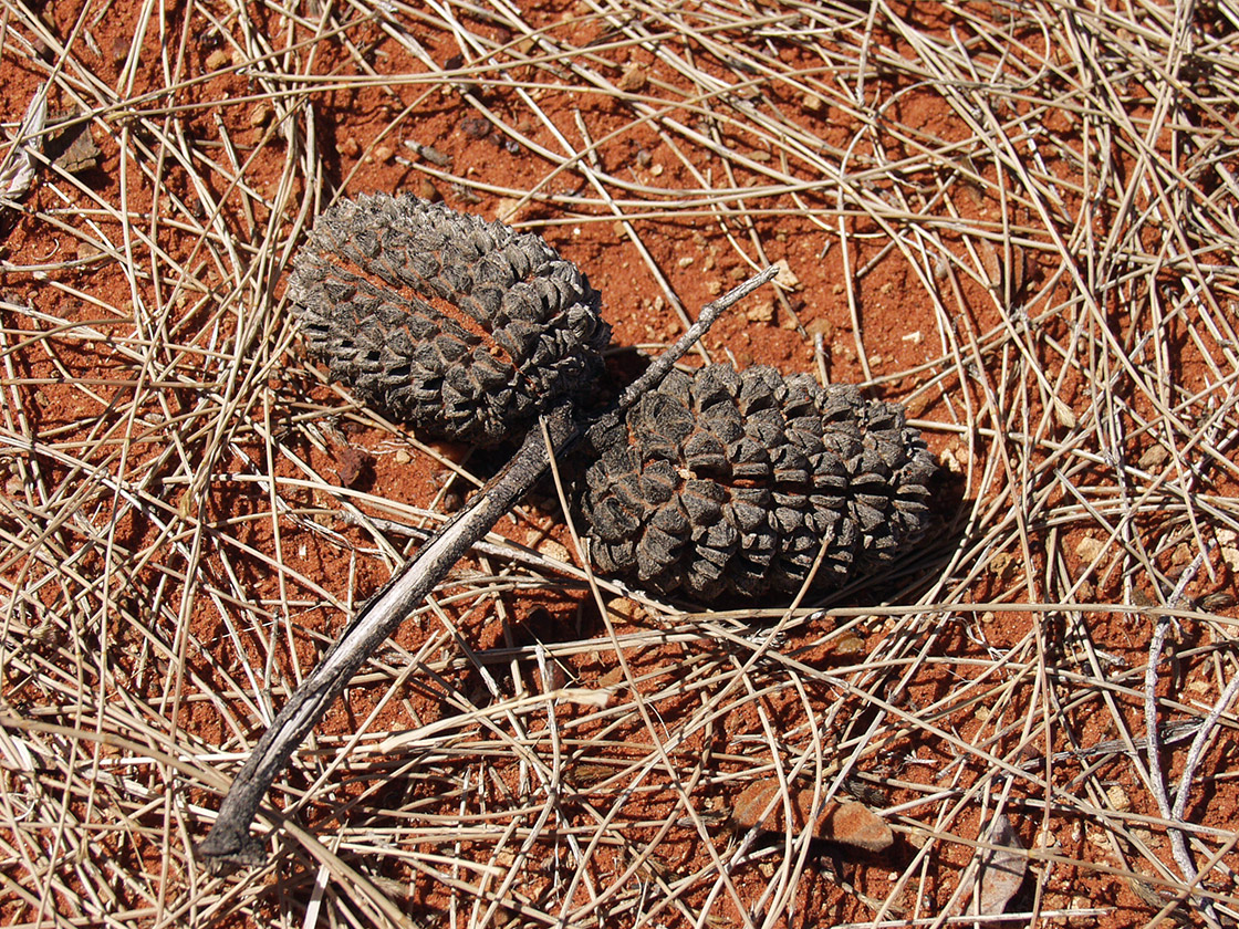 Image of Allocasuarina decaisneana specimen.