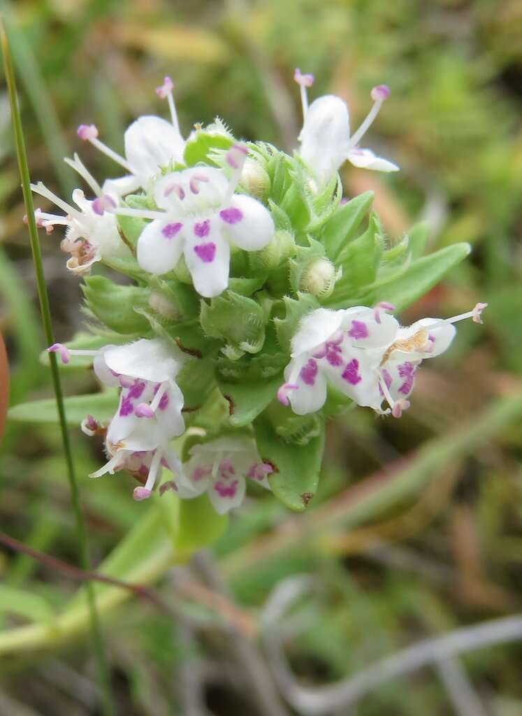 Изображение особи Thymus aznavourii.