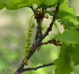 Quercus robur