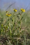 Erysimum cuspidatum. Цветущие растения. Краснодарский край, м/о г. Новороссийск, хр. Маркотх, ю.-в. отрог горы Совхозная, горная степь. 03.05.2021.