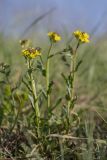 Erysimum cuspidatum