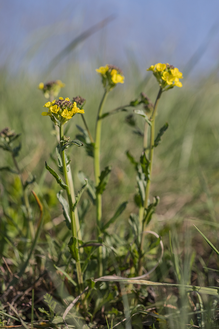 Image of Erysimum cuspidatum specimen.