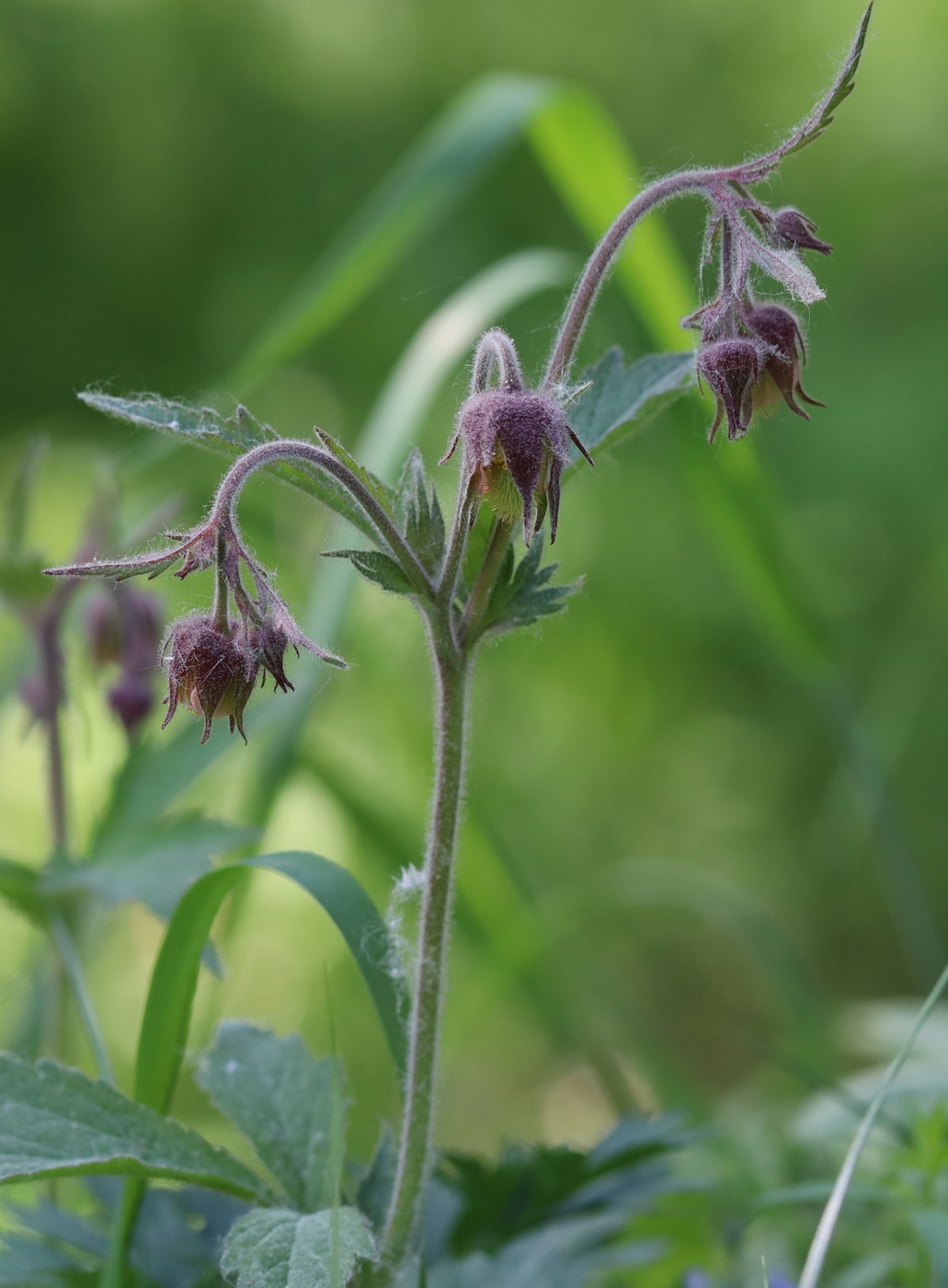 Image of Geum rivale specimen.