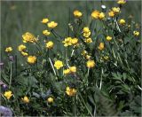 Ranunculus repens