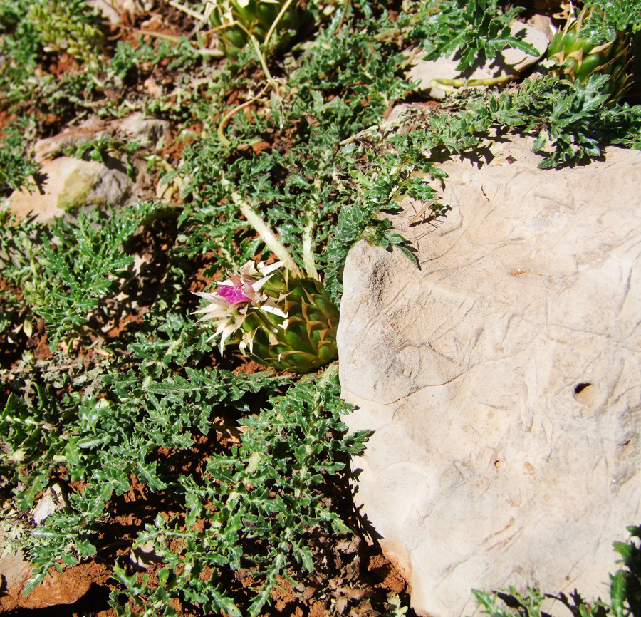 Image of Klasea pusilla specimen.