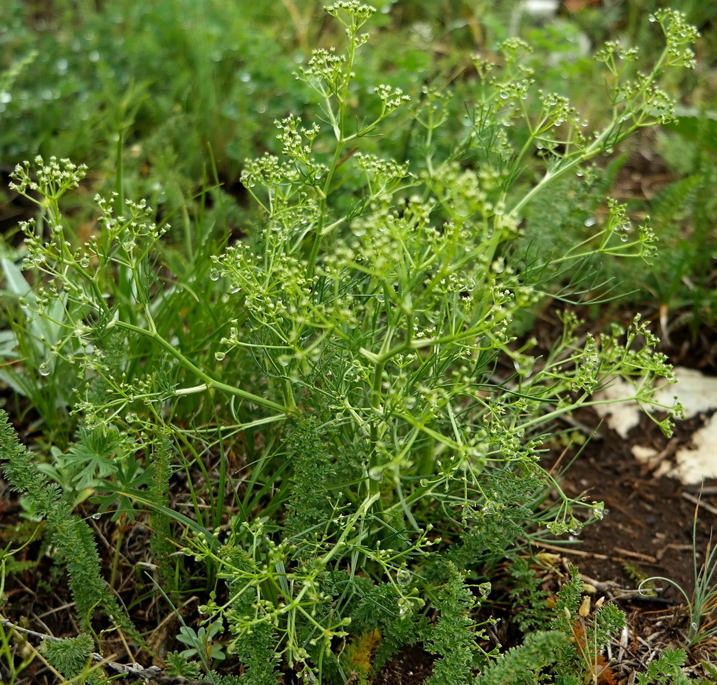 Изображение особи Trinia glauca.