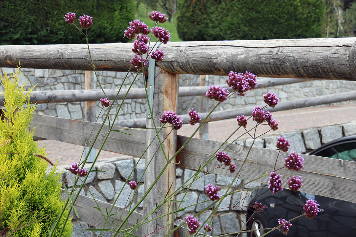 Изображение особи Verbena bonariensis.