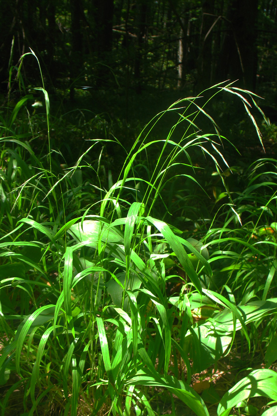 Image of Brachypodium sylvaticum specimen.