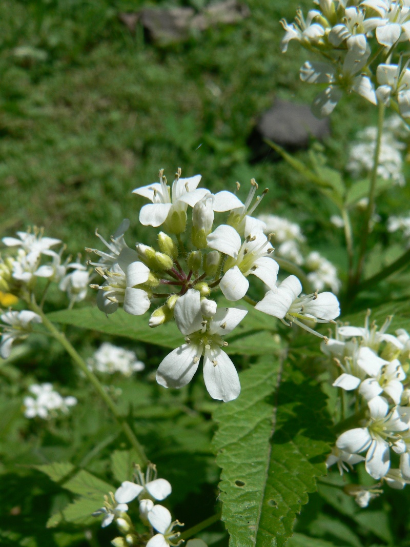 Изображение особи Cardamine leucantha.