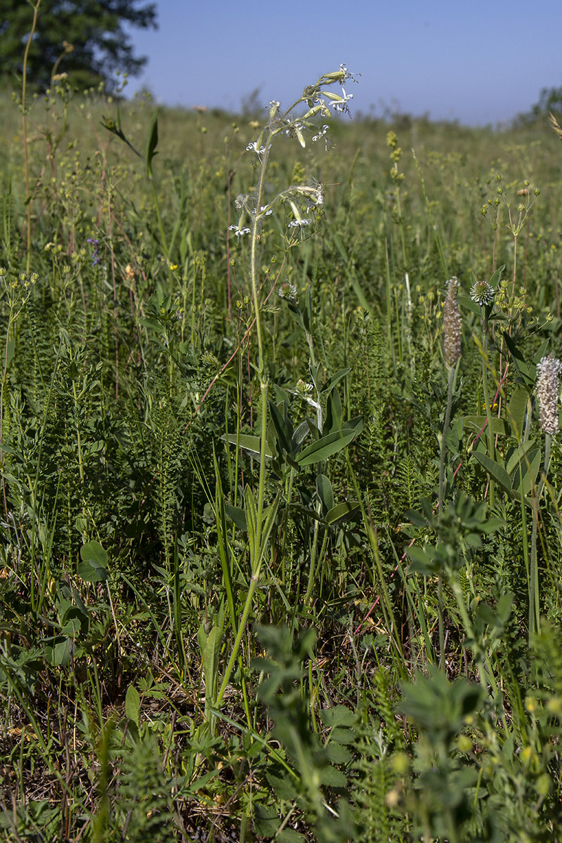 Image of Silene nutans specimen.