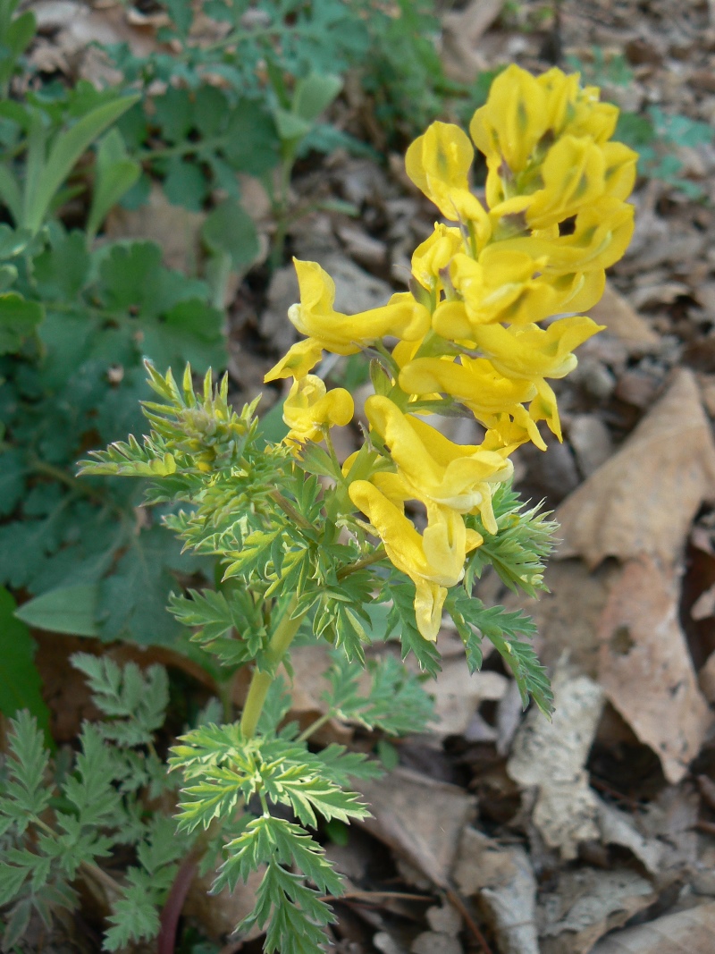 Изображение особи Corydalis speciosa.