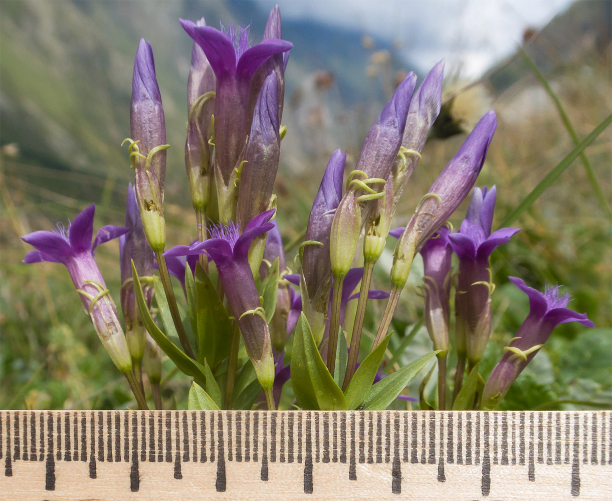 Image of Gentianella caucasea specimen.