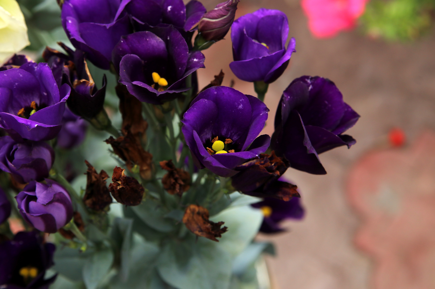 Image of Eustoma grandiflorum specimen.