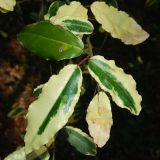 Elaeagnus pungens. Верхушка побега с листьями (пестролистная форма). Абхазия, г. Сухум, Сухумский ботанический сад, в культуре. Июль 2021 г.