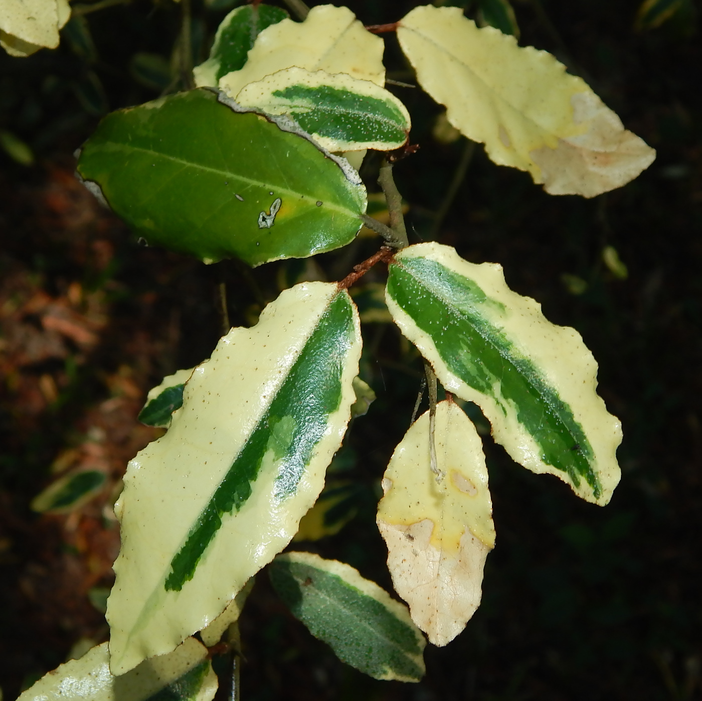 Image of Elaeagnus pungens specimen.