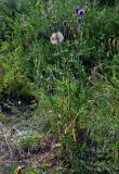 Tragopogon orientalis. Отцветающее и плодоносящее растение (на заднем плане видны цветущие Centaurea scabiosa). Алтай, Чемальский р-н, урочище Чечкыш, луговой склон. 06.07.2021.