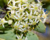 Gymnosporia buxifolia