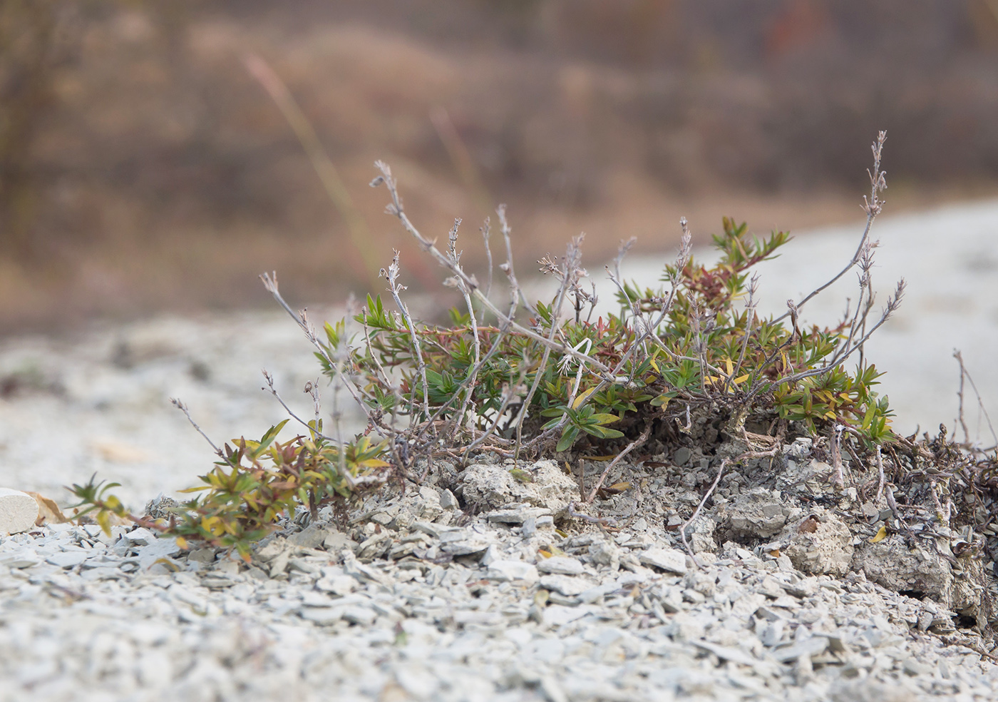 Изображение особи Thymus sessilifolius.