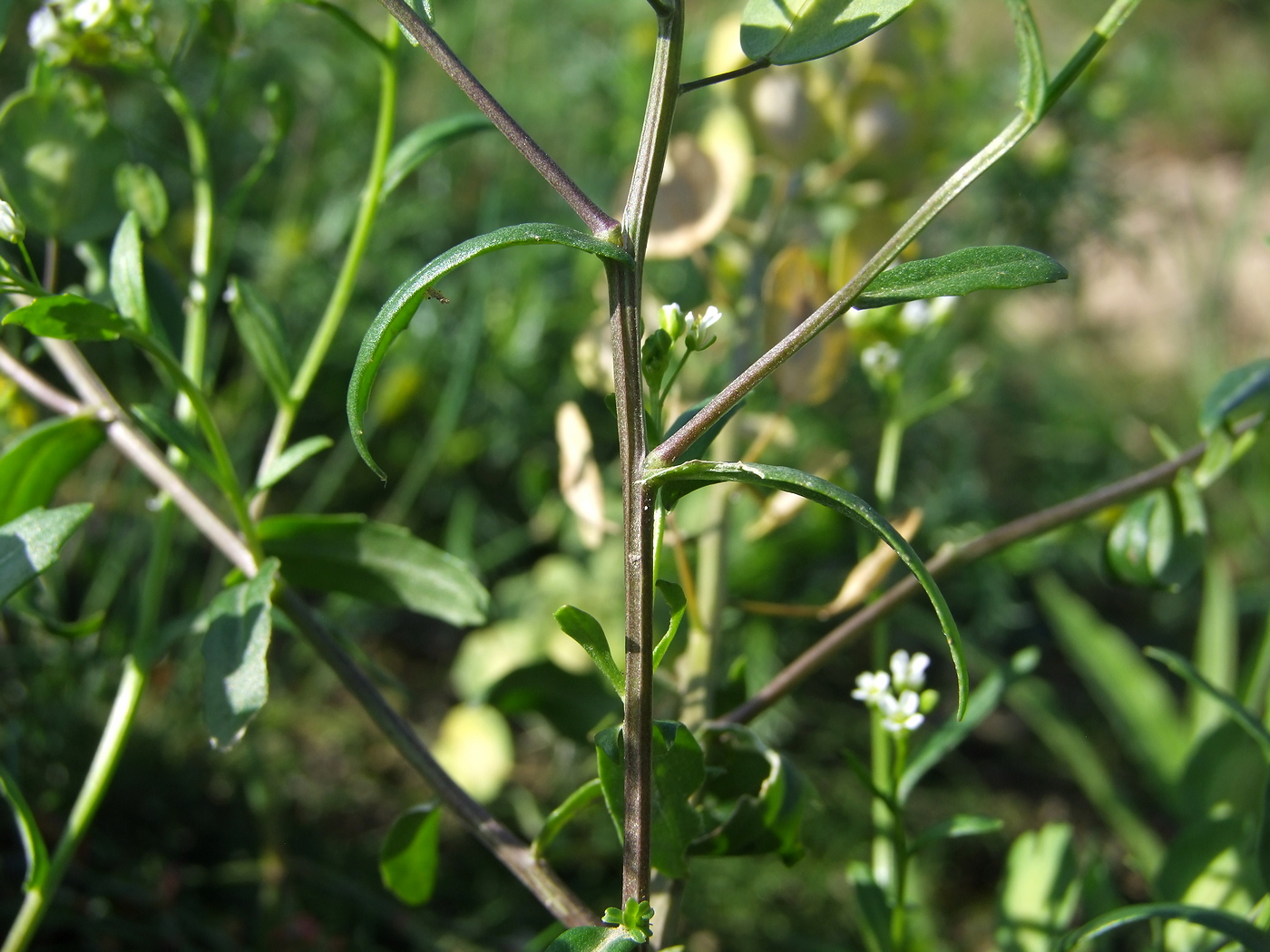 Image of Thlaspi arvense specimen.