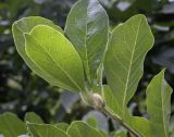 Magnolia × loebneri